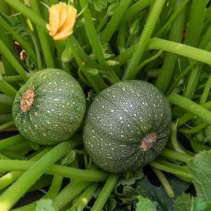 Courgette de Nice à Fruit Rond
